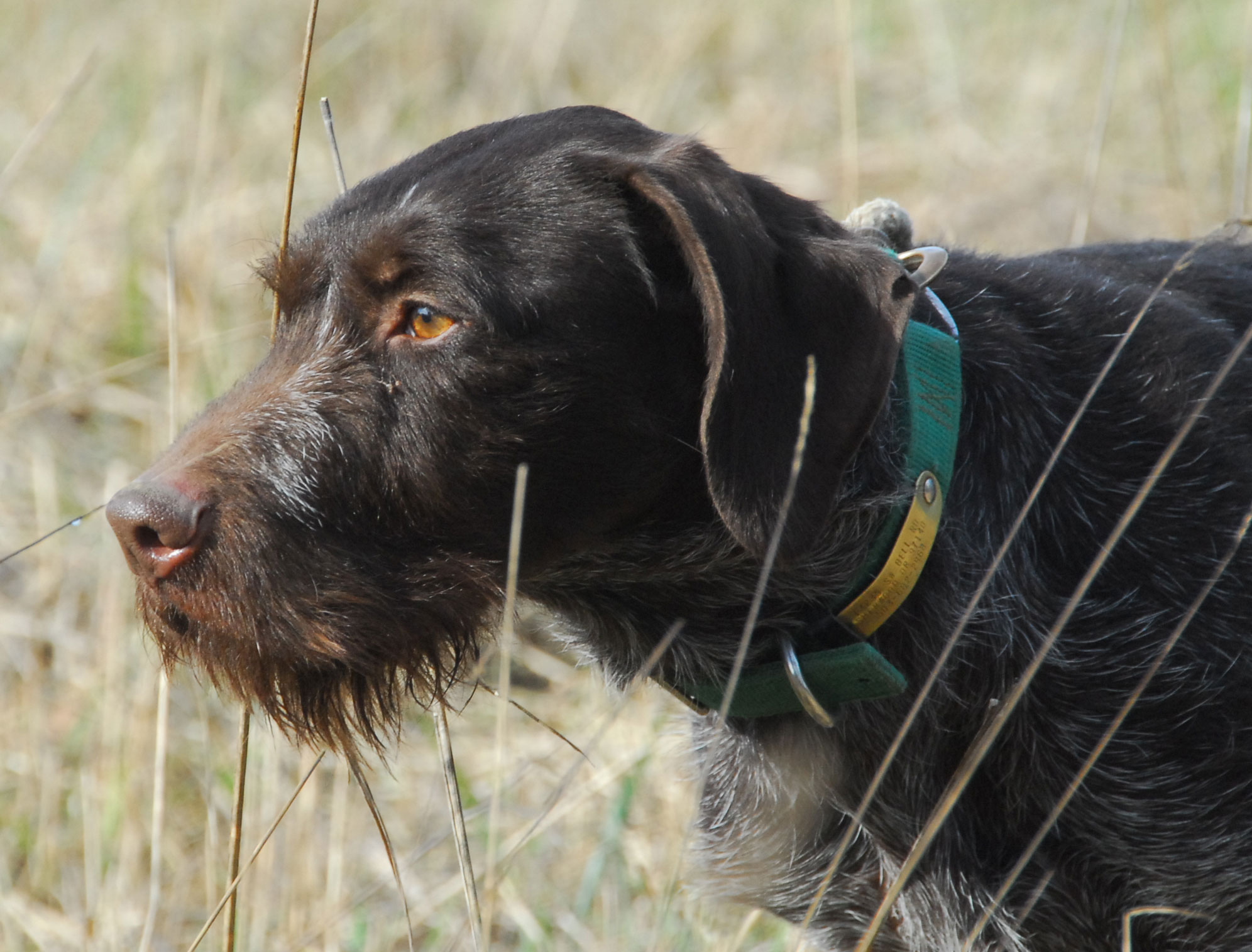 Oregon German Wirehaired Pointer Club Promotion Of Activities